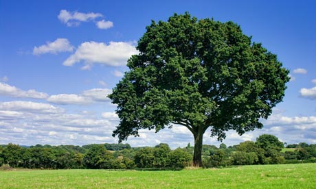 Importance of trees in Vastu Importance of trees in Vastu